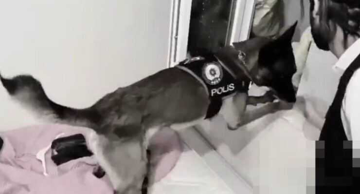 Urfa Haberleri Şanlıurfa’da narkotik köpeği uyuşturucuya geçit vermedi