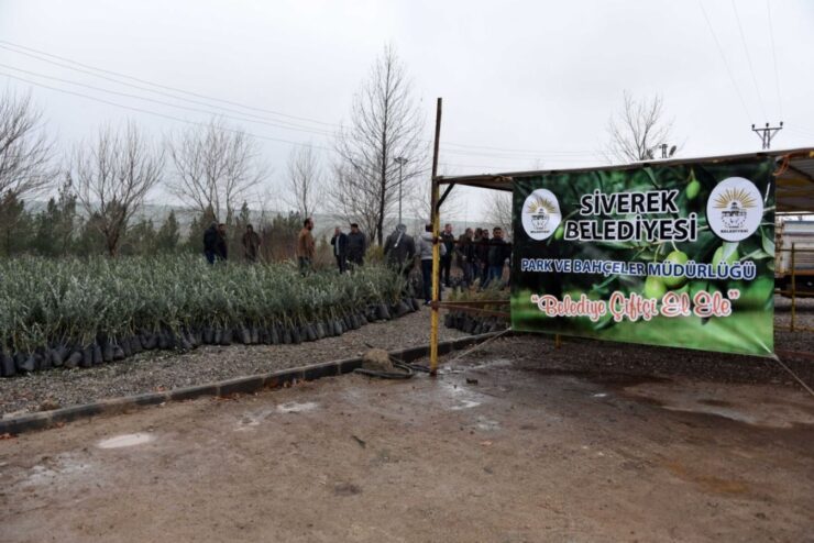 Urfa Haberleri Siverek’te çiftçilere meyve fidanı desteği