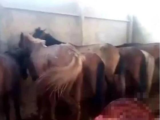 Urfa Haberleri Adana’da at ve eşek kesimine tutuklama