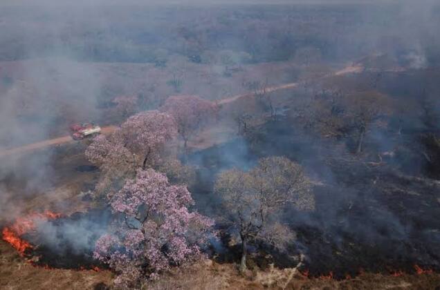 Brezilya’nın en sulak alanı Pantanal yanıyor