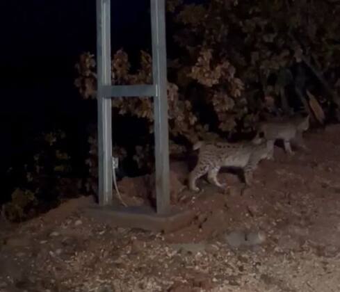 Tunceli’de anne ve yavru vaşak görüntülendi 6 b7e8274e 1b25 4a6e be64 54f0ebae60e4