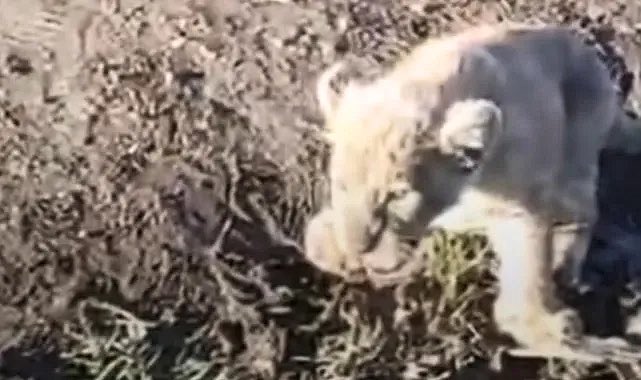 9102a4ed aa14 4521 b5d1 f0f650fe842e