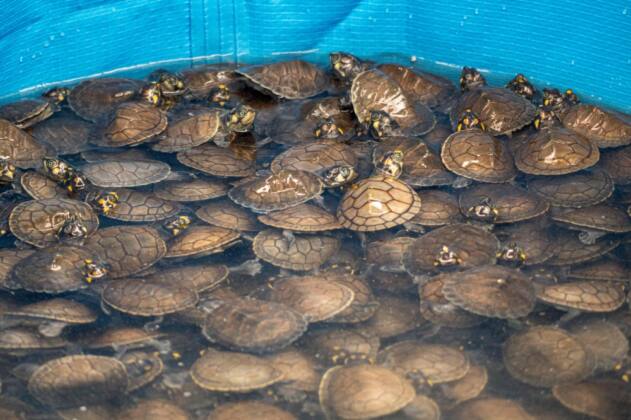 Urfa Haberleri Peru: Havaalanında 4.000 canlı Amazon kaplumbağası ele geçirildi