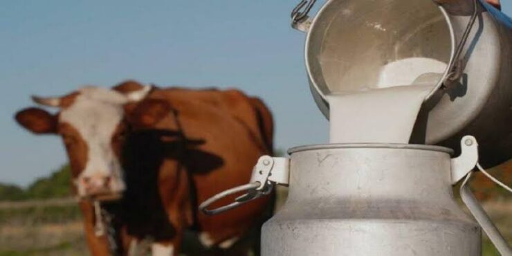 Urfa Haberleri Toplanan inek sütü miktarı arttı