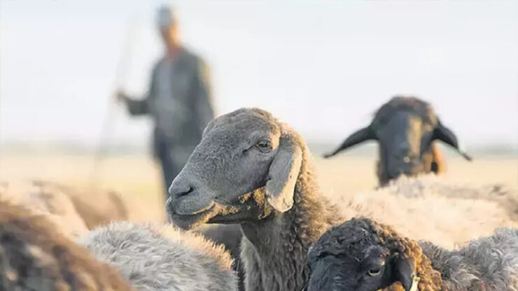 Urfa Haberleri Diyarbakır’da üniversite kadrolu çoban alacak