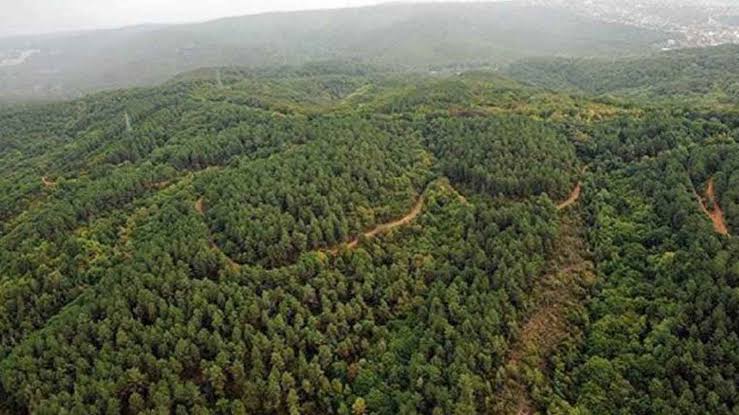 Urfa Haberleri 13 ilde 61 alan orman sınırları dışına çıkarıldı