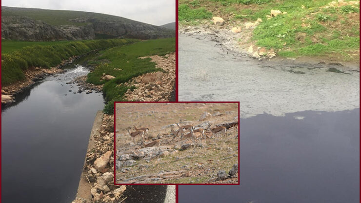 2024 03 ucgden kizilkuyu ve cudi deresi icin oneri scaled