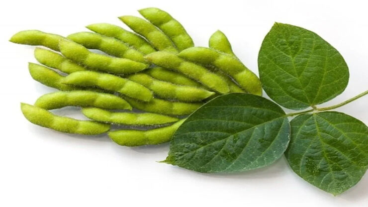 2024 03 ureticiye yuzde 75 hibe destekli soya tohumu scaled