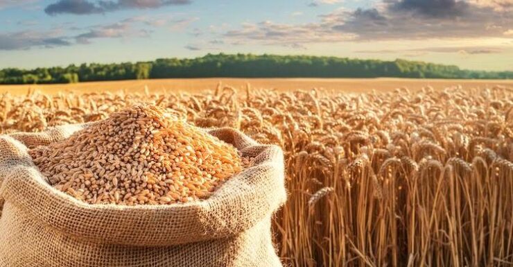 bugdayda beklentiler 2905241224 m2 scaled