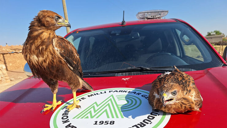 2024 06 11 bitkin kizil sahinler tedavi altina alindi scaled