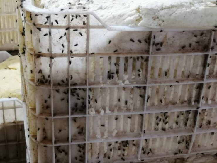 2024 06 sut imalathanesinde hijyen kurallari hice sayildi scaled