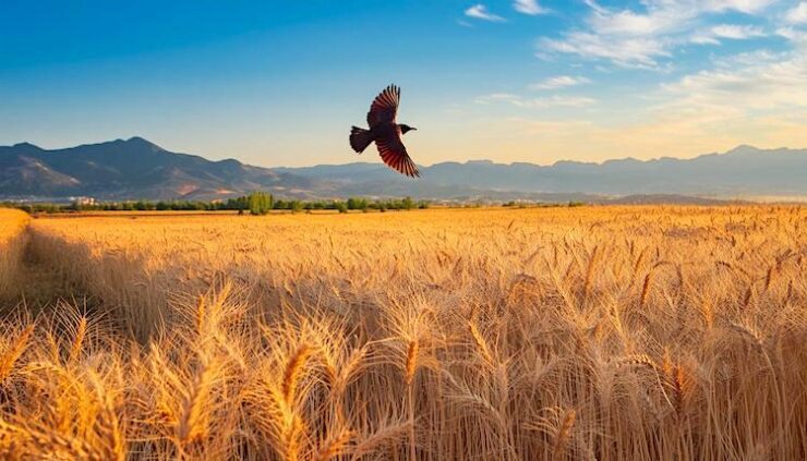 bugday alim fiyatinin ekonomi politigi 2306241233 m2 scaled