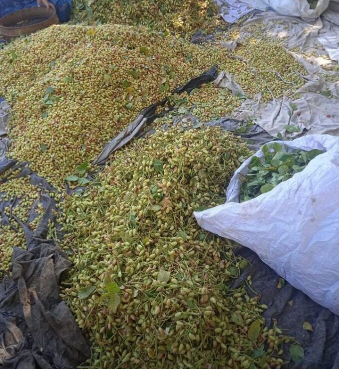 2024 07 11 suructa fistik hirsizlari yakayi ele verdi scaled