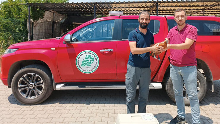 2024 07 hilvanda bitkin halde bulunan angut kusu tedavi altina alindi scaled