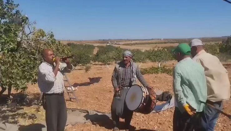 2024 07 sanliurfa fistiginda davullu halayli hasat sevinci scaled