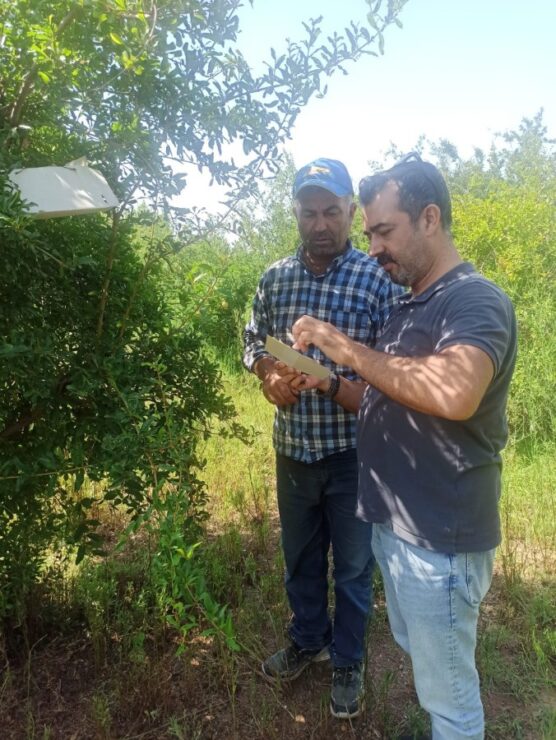 2024 08 akdeniz sinegi sanliurfada tehdit olusturuyor scaled