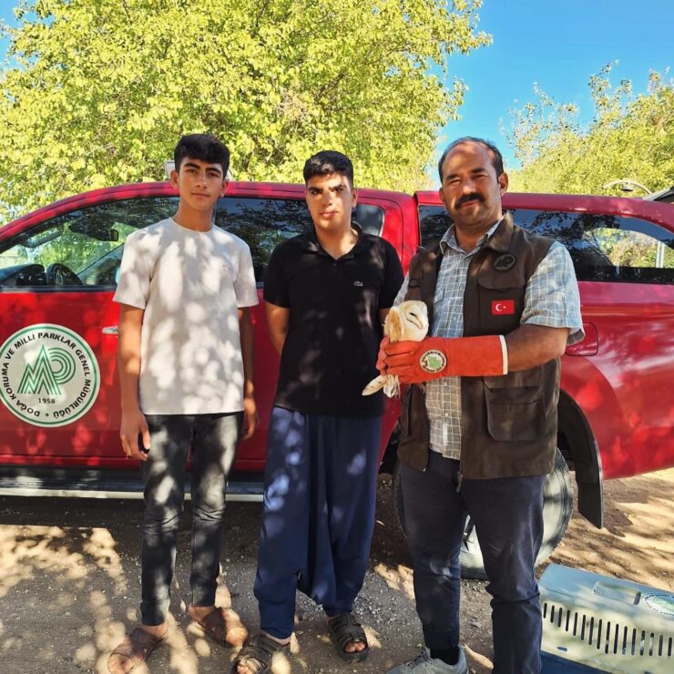 2024 08 hilvanda nesli tukenmekte olan peceli baykus yarali halde bulundu scaled