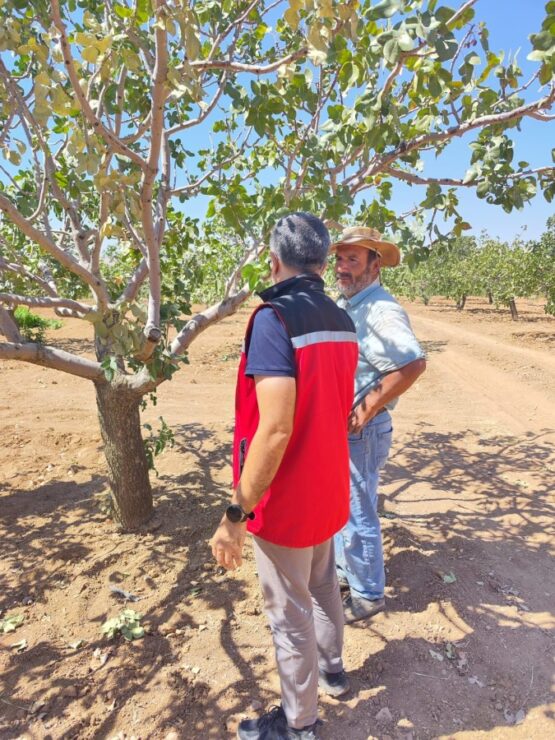 2024 09 sanliurfada fistikta kimil tespit edildi scaled