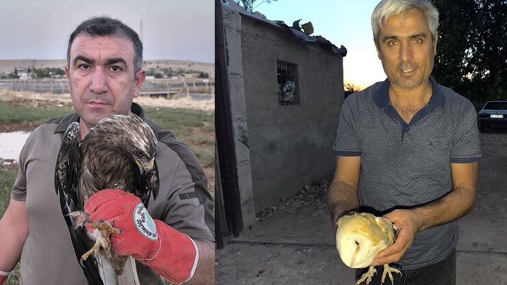 2024 10 sanliurfada gucten dusen kartal ve peceli baykus tedavi altina alindi scaled