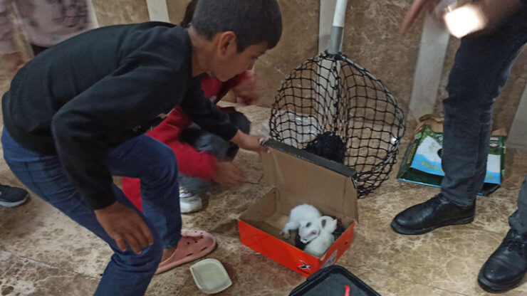 2025 02 karakoprude havalandirma bosluguna dusen 3 yavru kedi kurtarildi scaled