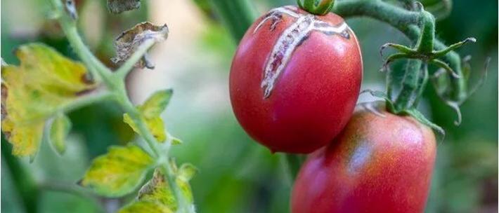 Tarımı yok eden virüslü domates alarmı 6 IMG 20250219 WA0031