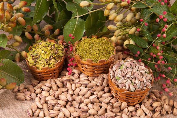 Şanlıurfa’da yaklaşık 45 milyon fıstık ağacı 11 IMG 6759