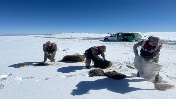 2025 03 11 sanliurfada yaban hayvanlari icin dogaya yem birakildi scaled