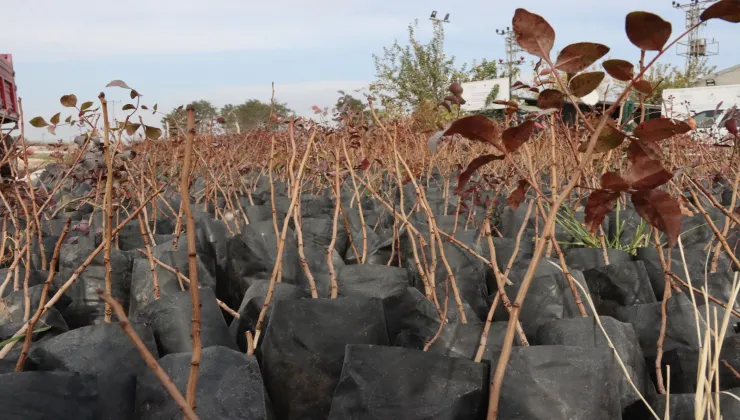 ÇİFTÇİLERE FISTIK FİDAN DESTEĞİ