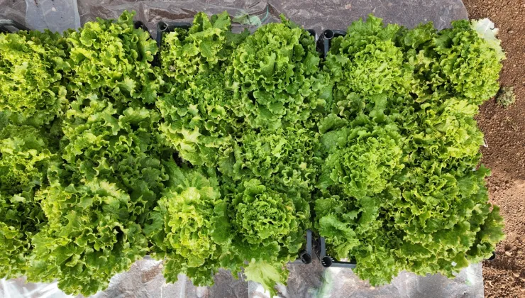 KIŞLIK SEBZE HASADI