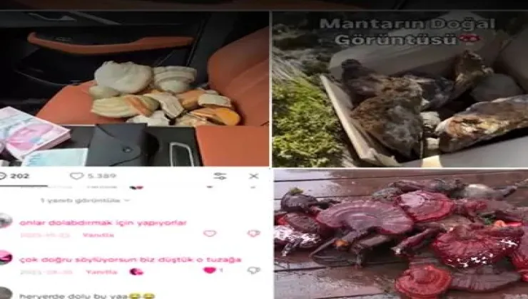 İnternette şifalı mantar dolandırıcılığı